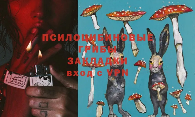 где купить   Губкин  Псилоцибиновые грибы Magic Shrooms 